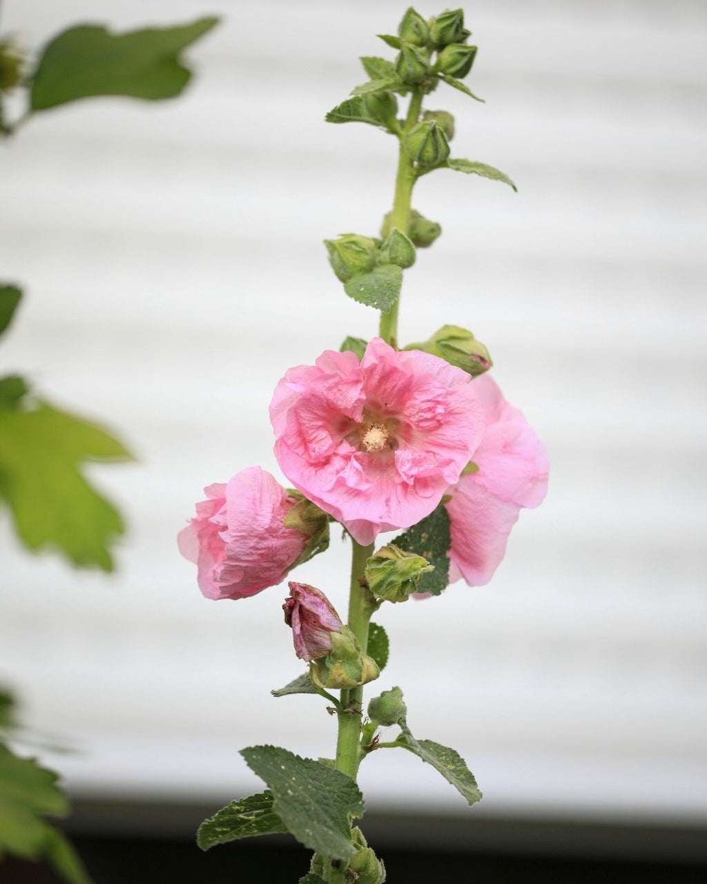 Semillas de Malva