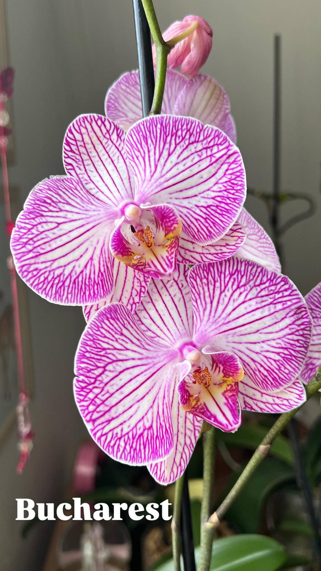 Arreglo Orquídea 'Violetta'