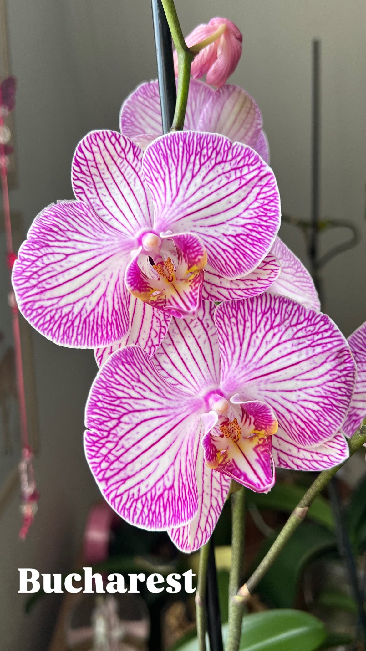 Arreglo Orquídea 'Violetta'