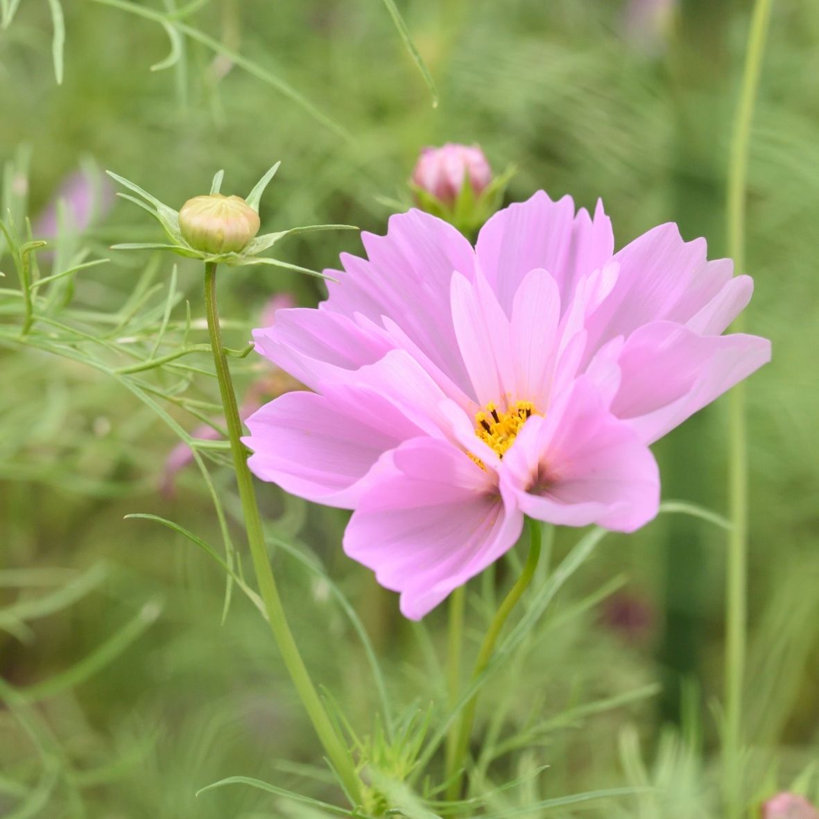 Semillas Cosmos 'Seashell'
