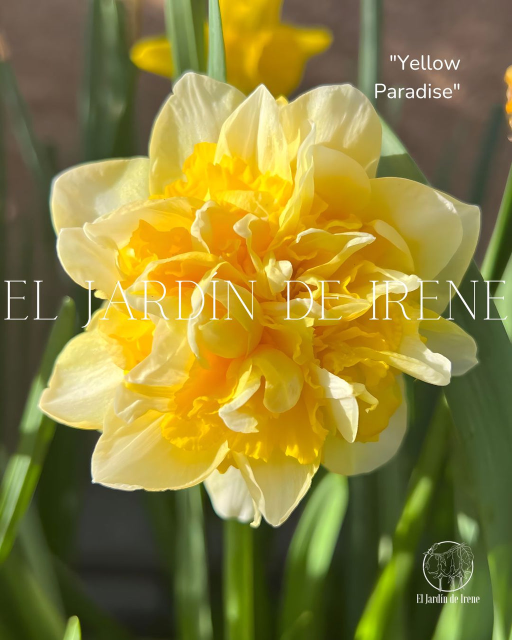 Bulbos De Narcisos PREVENTA
