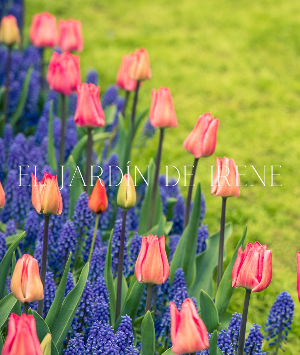 TALLER CULTIVO DE BULBOS ONLINE