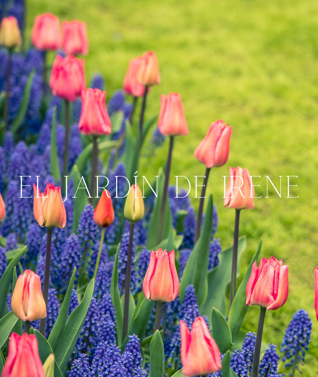 TALLER CULTIVO DE BULBOS ONLINE