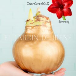 Amaryllis Wax
