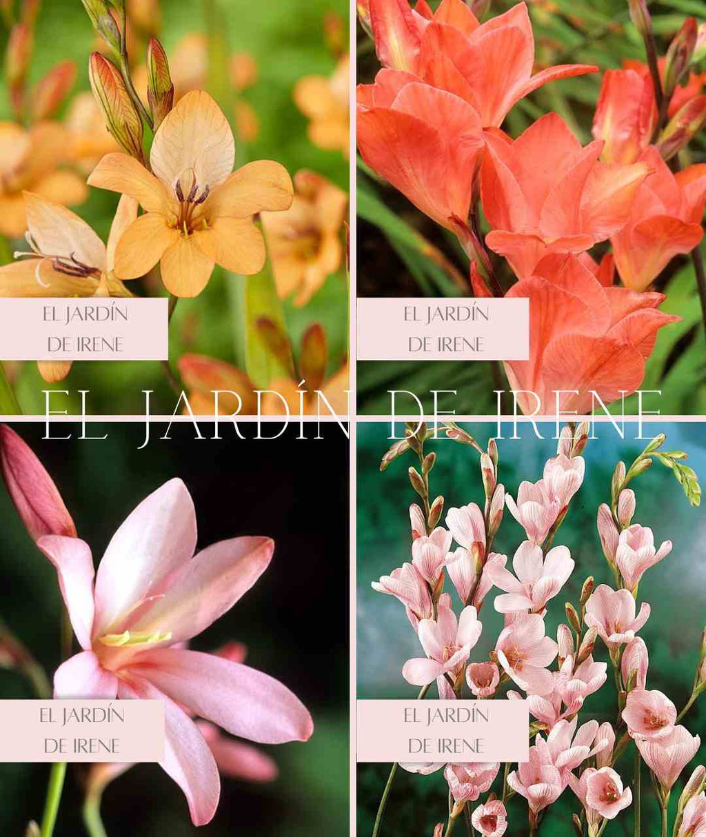 Bulbos de Tritonia