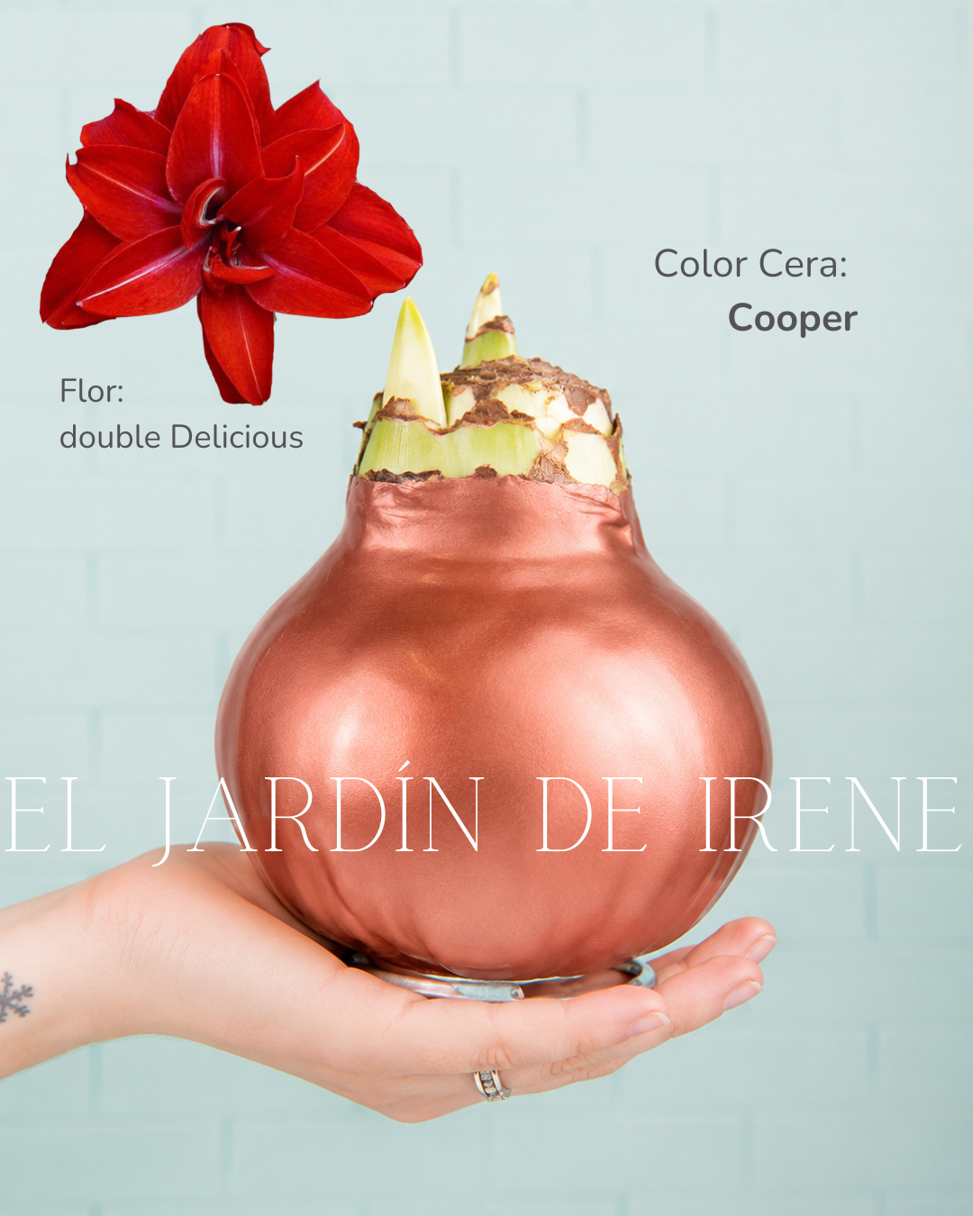PREVENTA Amaryllis Wax Colección 2026