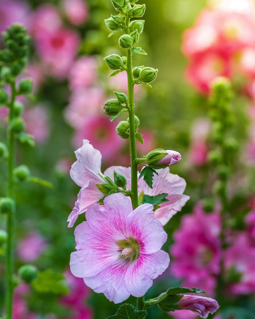 Semillas de Malva