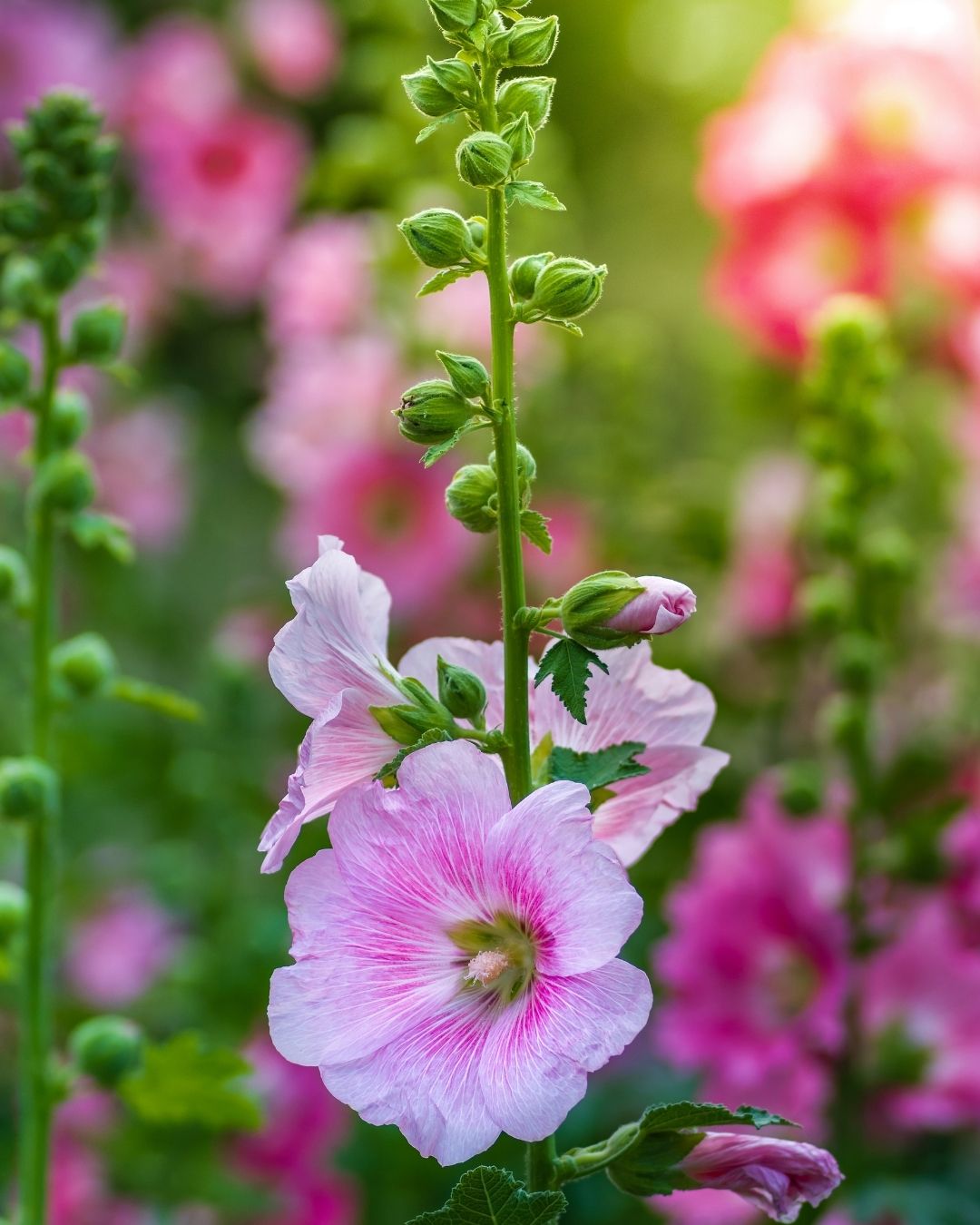 Semillas de Malva