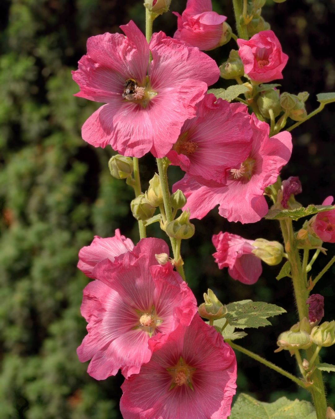 Semillas de Malva