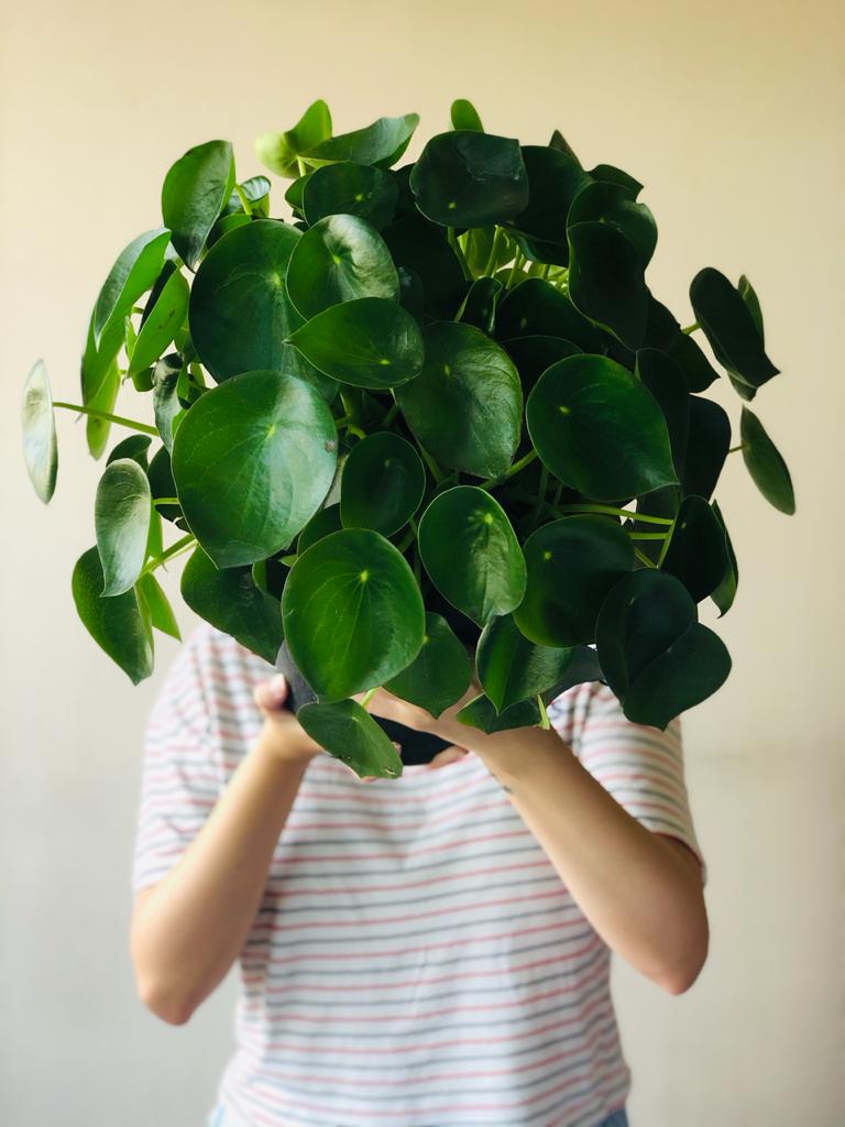 Taller PRESENCIAL "Plantas de Interior"