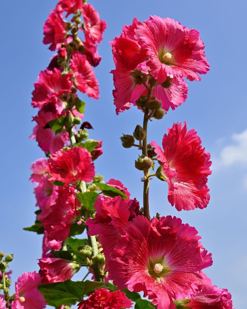 Semillas de Malva