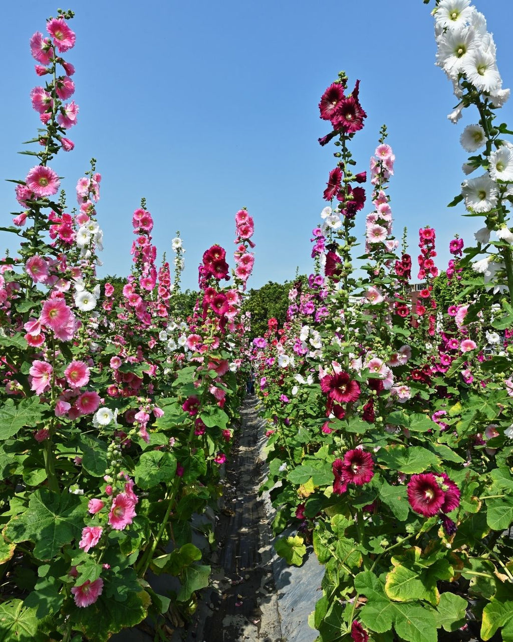 Semillas de Malva