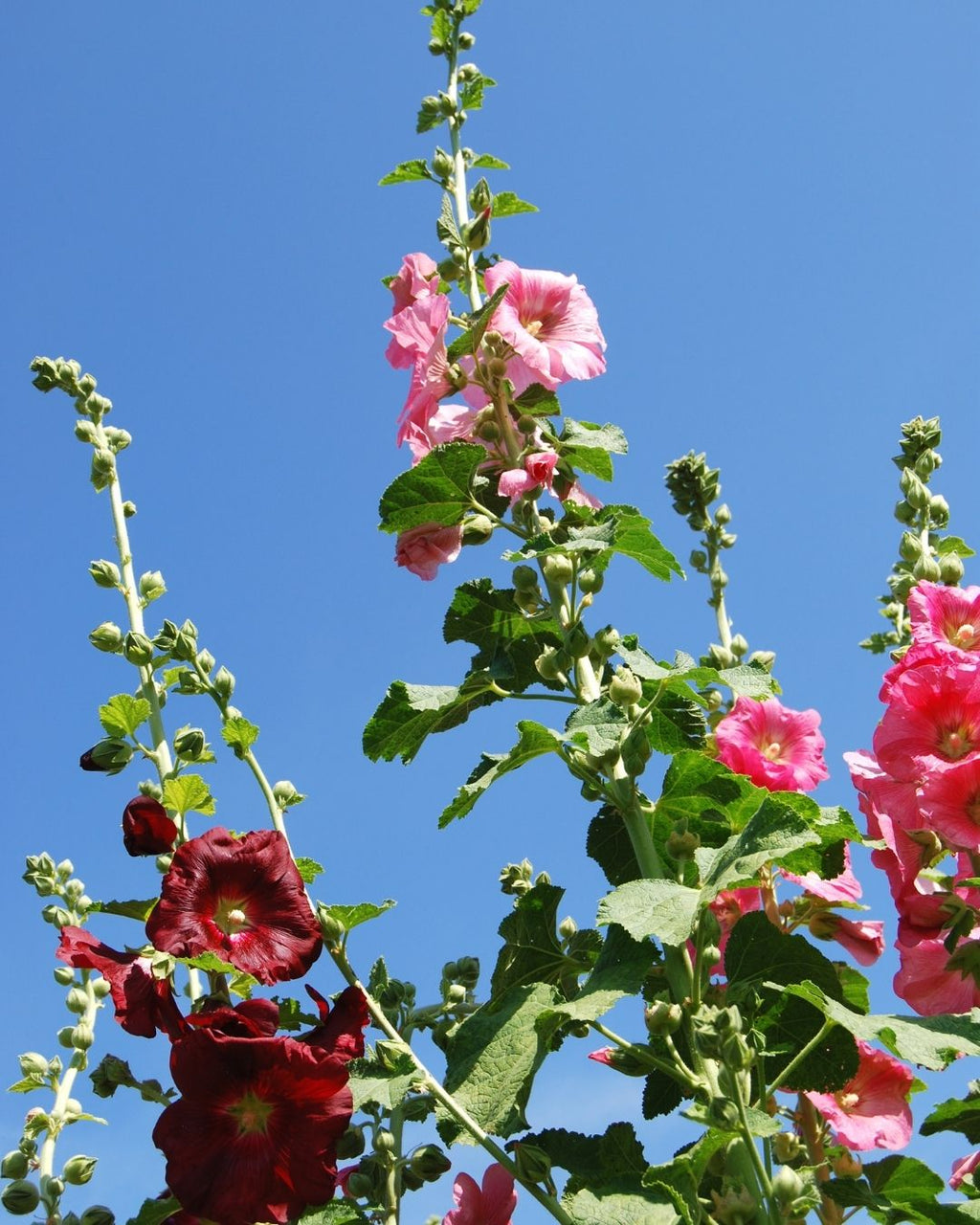 Semillas de Malva