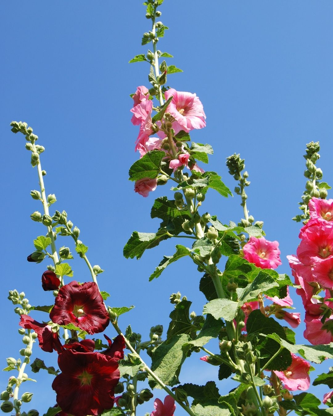 Semillas de Malva