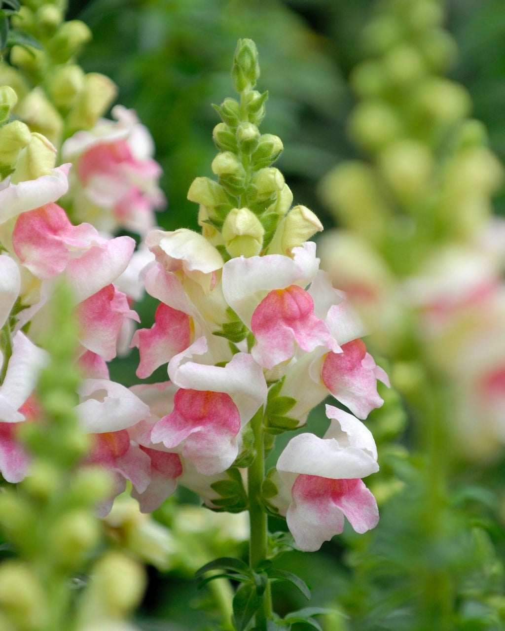 Semillas de Antirrhinum Enano (Perritos Enanos)