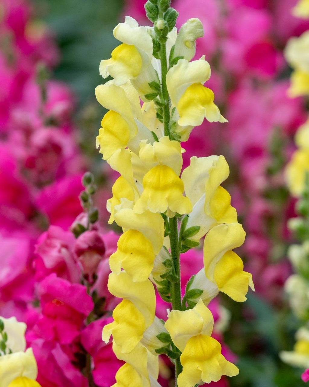 Semillas de Antirrhinum Enano (Perritos Enanos)