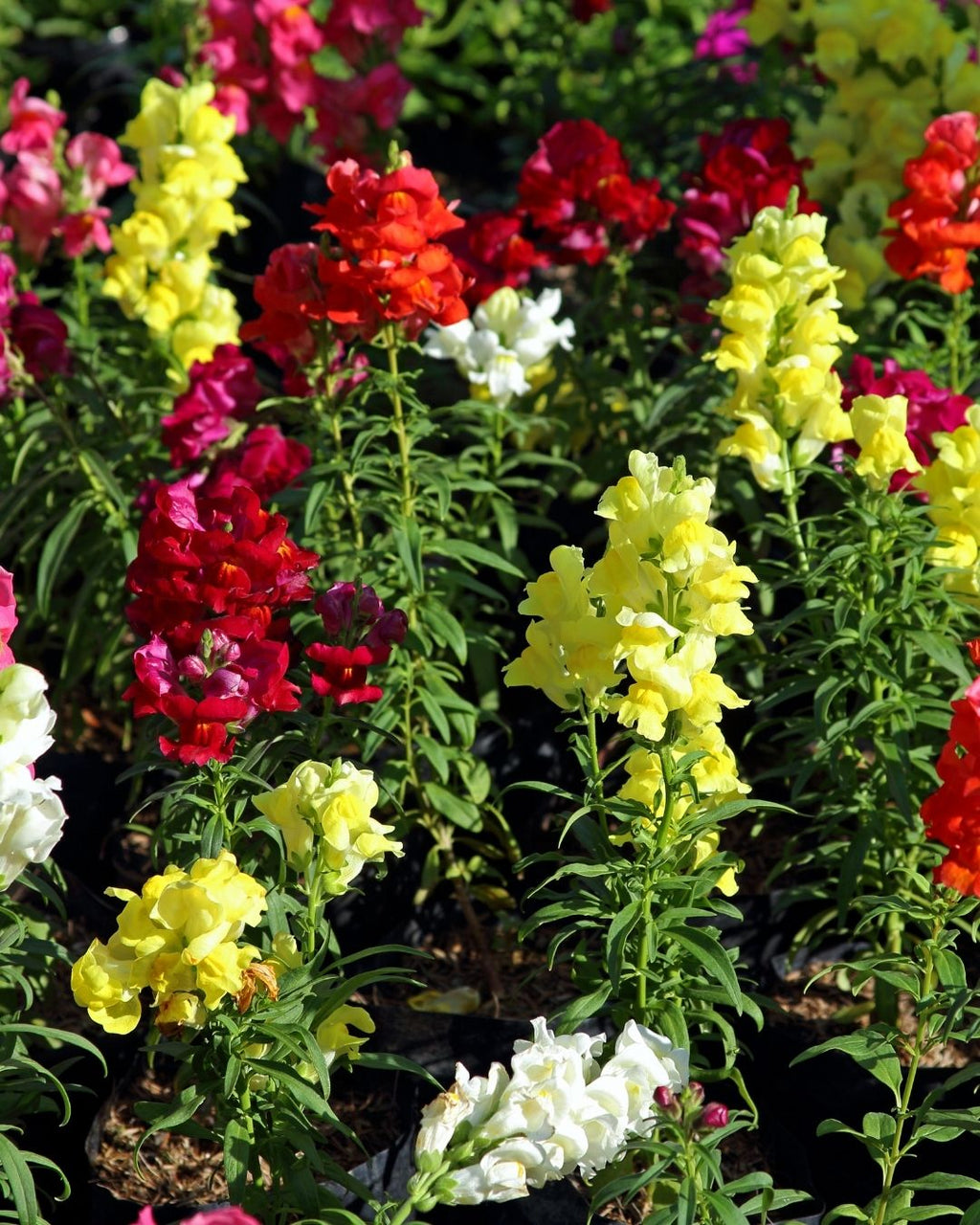 Semillas de Antirrhinum Enano (Perritos Enanos)