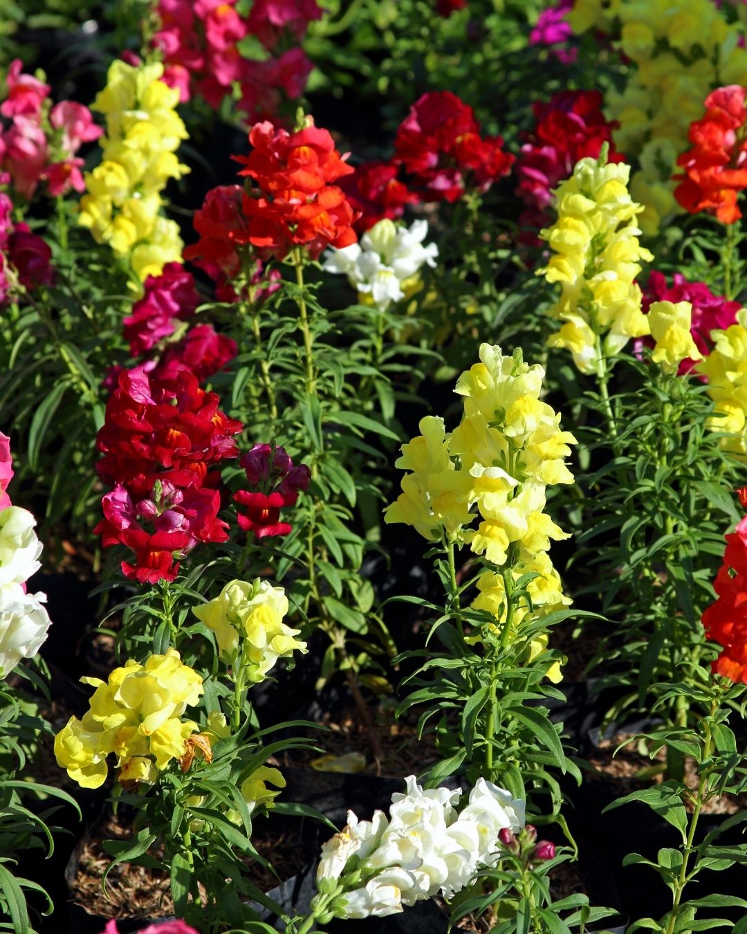Semillas de Antirrhinum Enano (Perritos Enanos)