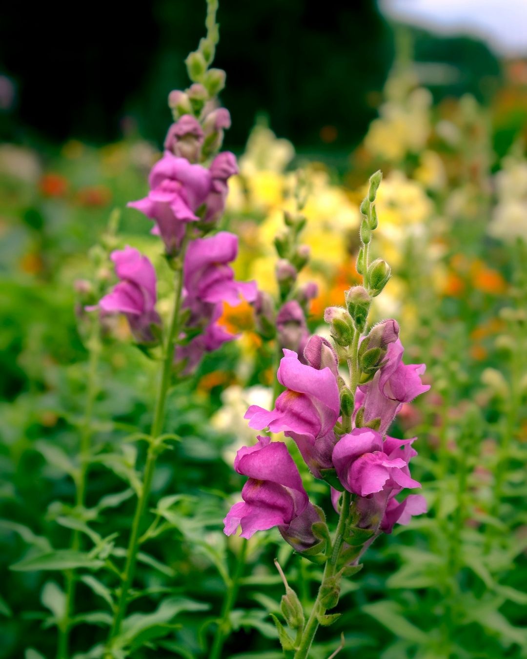 Semillas de Antirrhinum Enano (Perritos Enanos)