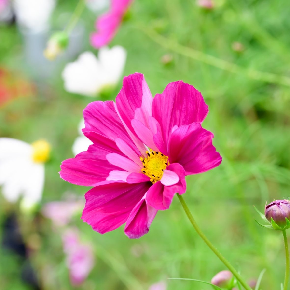 Semillas Cosmos 'Seashell'