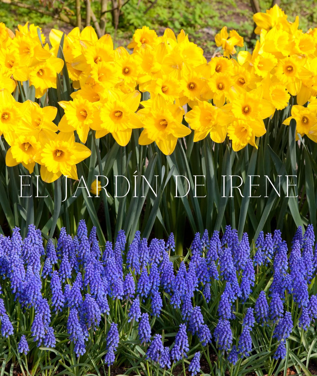 TALLER CULTIVO DE BULBOS ONLINE