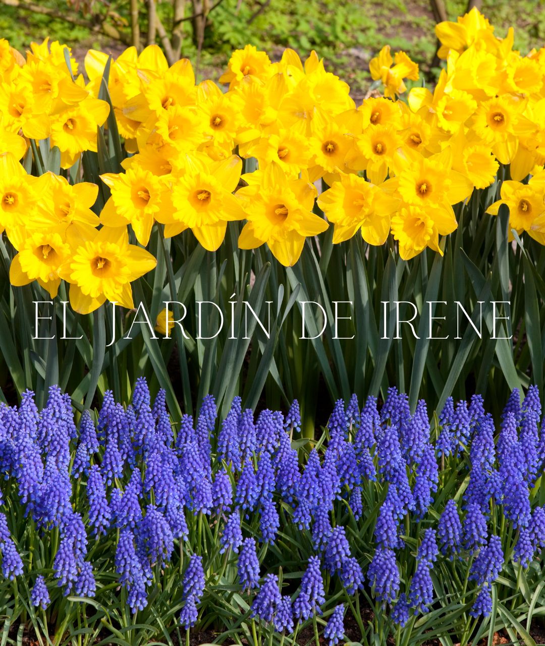 TALLER CULTIVO DE BULBOS ONLINE