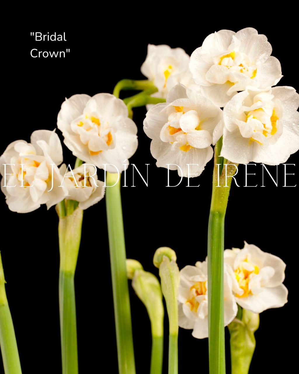 Bulbos De Narcisos PREVENTA