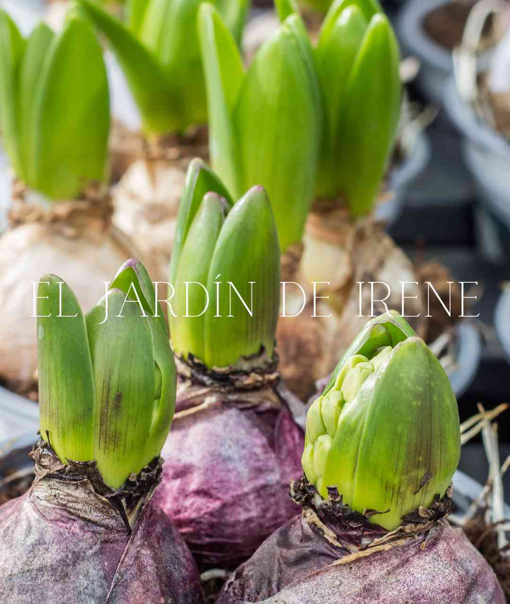 Bulbos de Jacinto