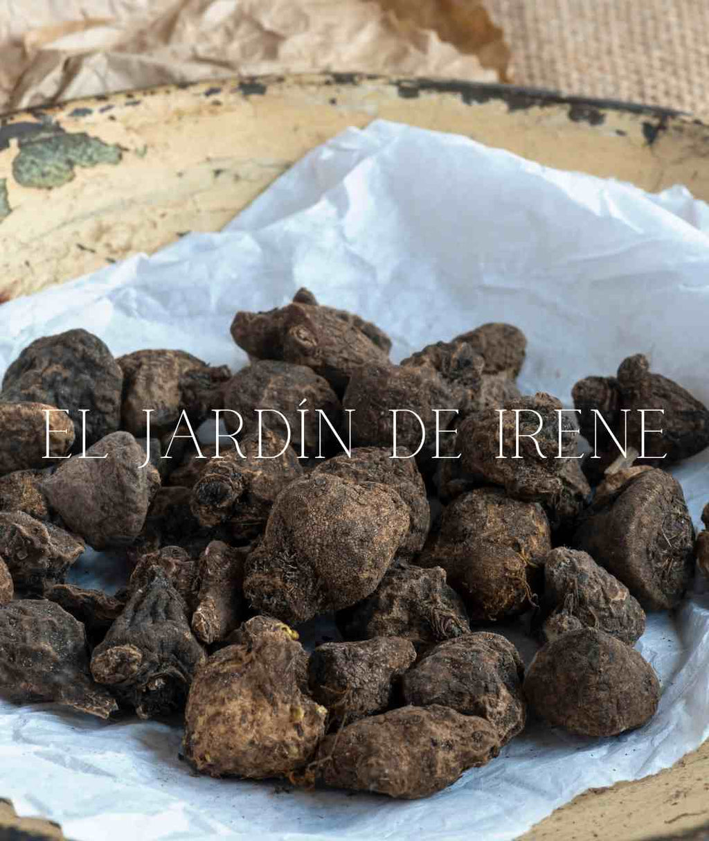 Bulbos de Anémonas de Caen