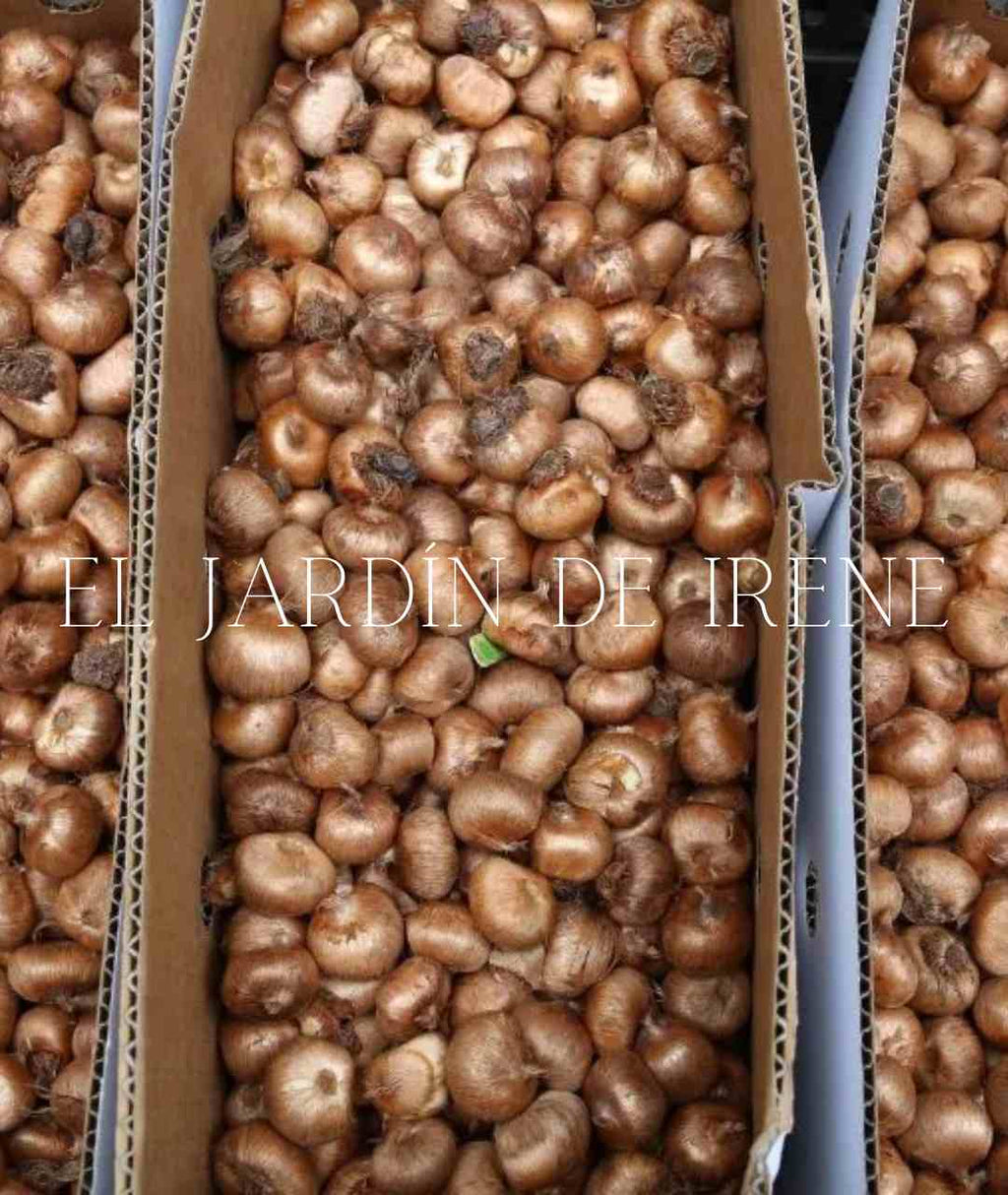 Bulbos de Tritonia