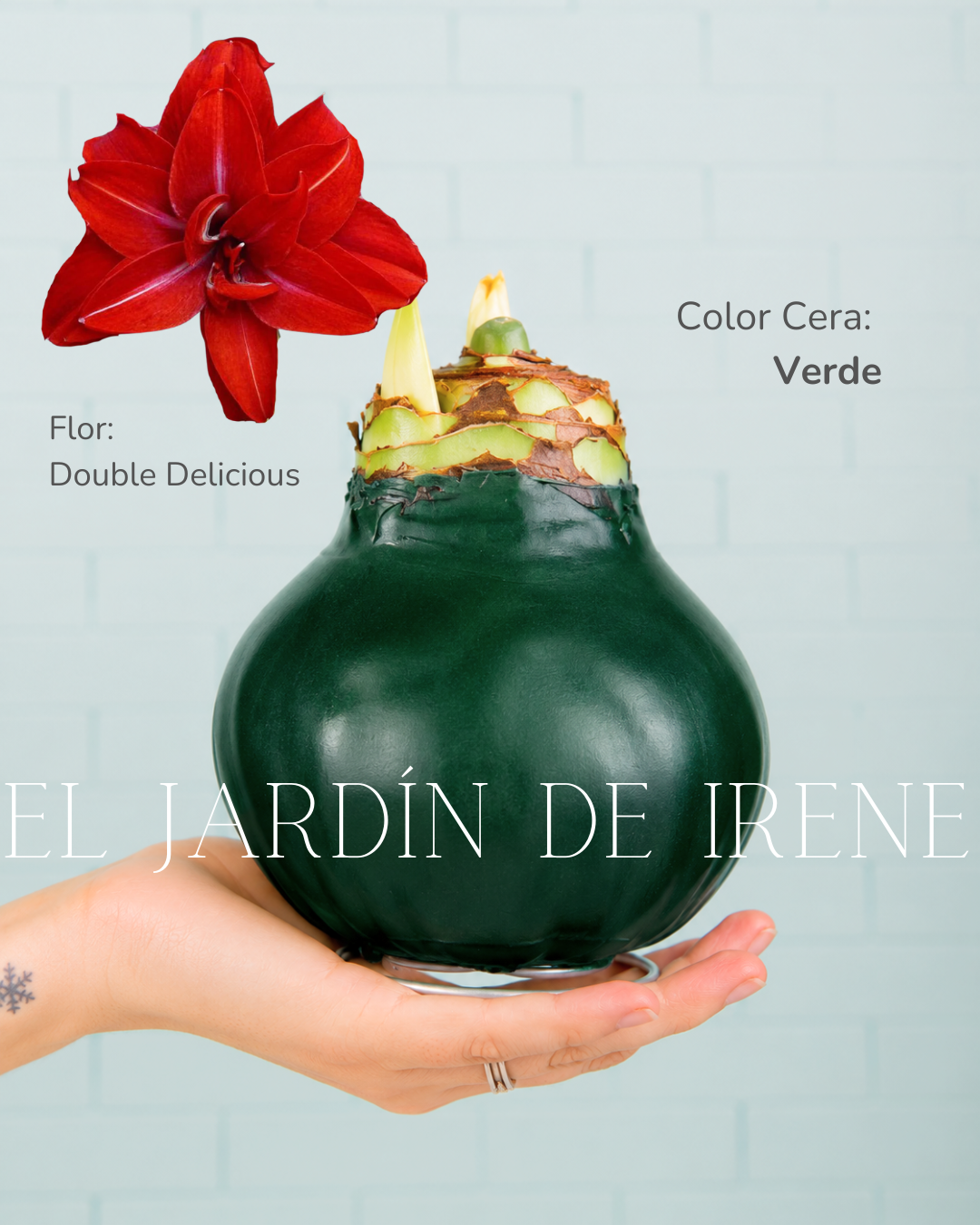 PREVENTA Amaryllis Wax Colección 2026