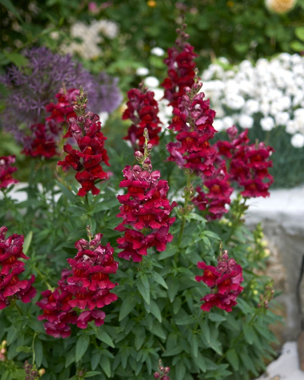 Semillas de Antirrhinum Enano (Perritos Enanos)