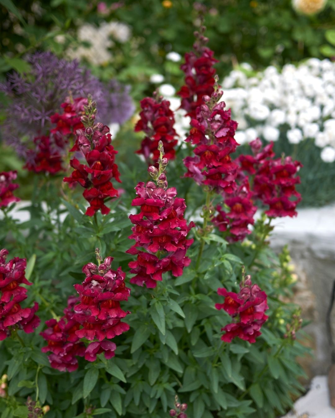 Semillas de Antirrhinum Enano (Perritos Enanos)