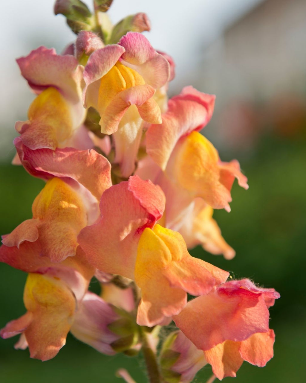 Semillas de Antirrhinum Enano (Perritos Enanos)