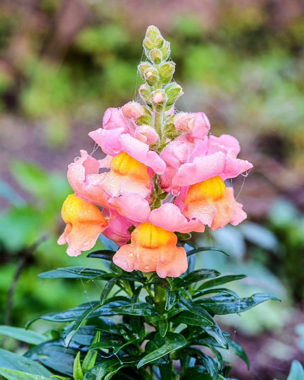 Semillas de Antirrhinum Enano (Perritos Enanos)