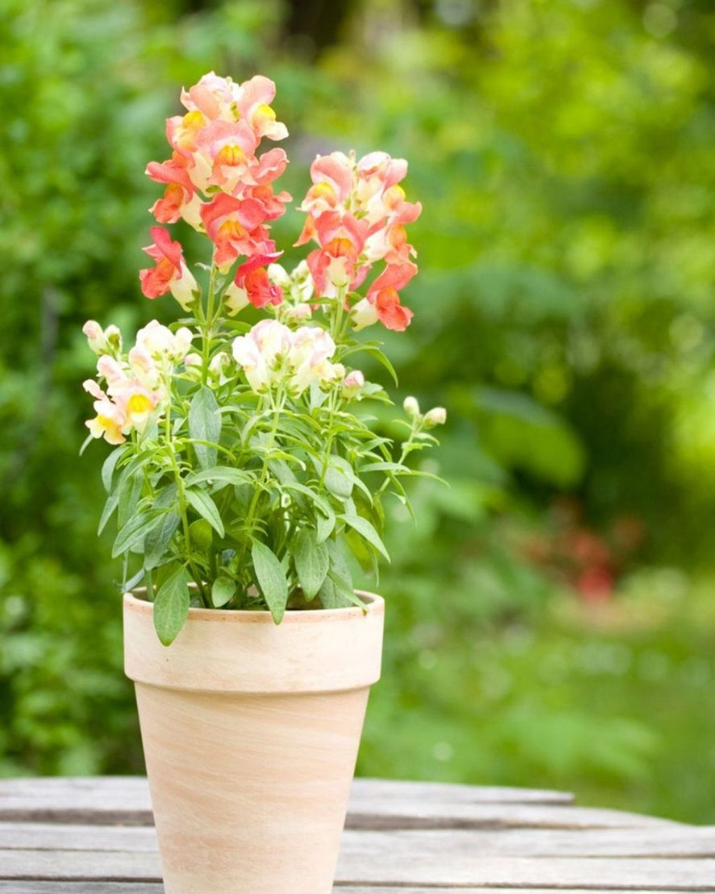 Semillas de Antirrhinum Enano (Perritos Enanos)