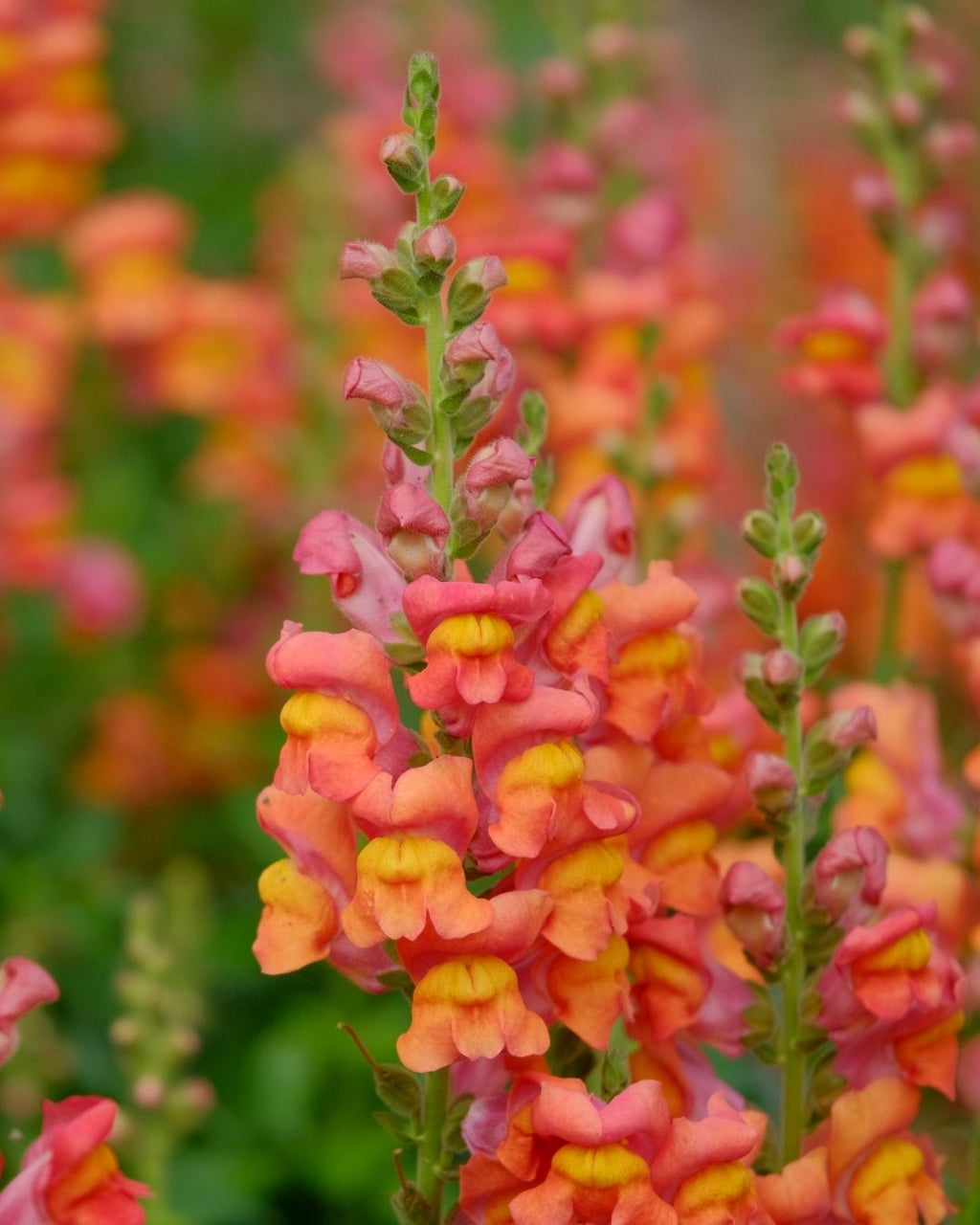 Semillas de Antirrhinum Enano (Perritos Enanos)