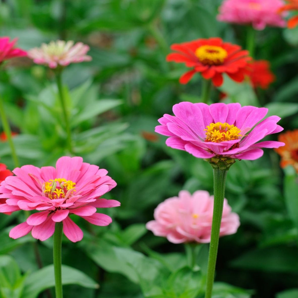 Semillas de Zinnia Mix 'Orgánicas'