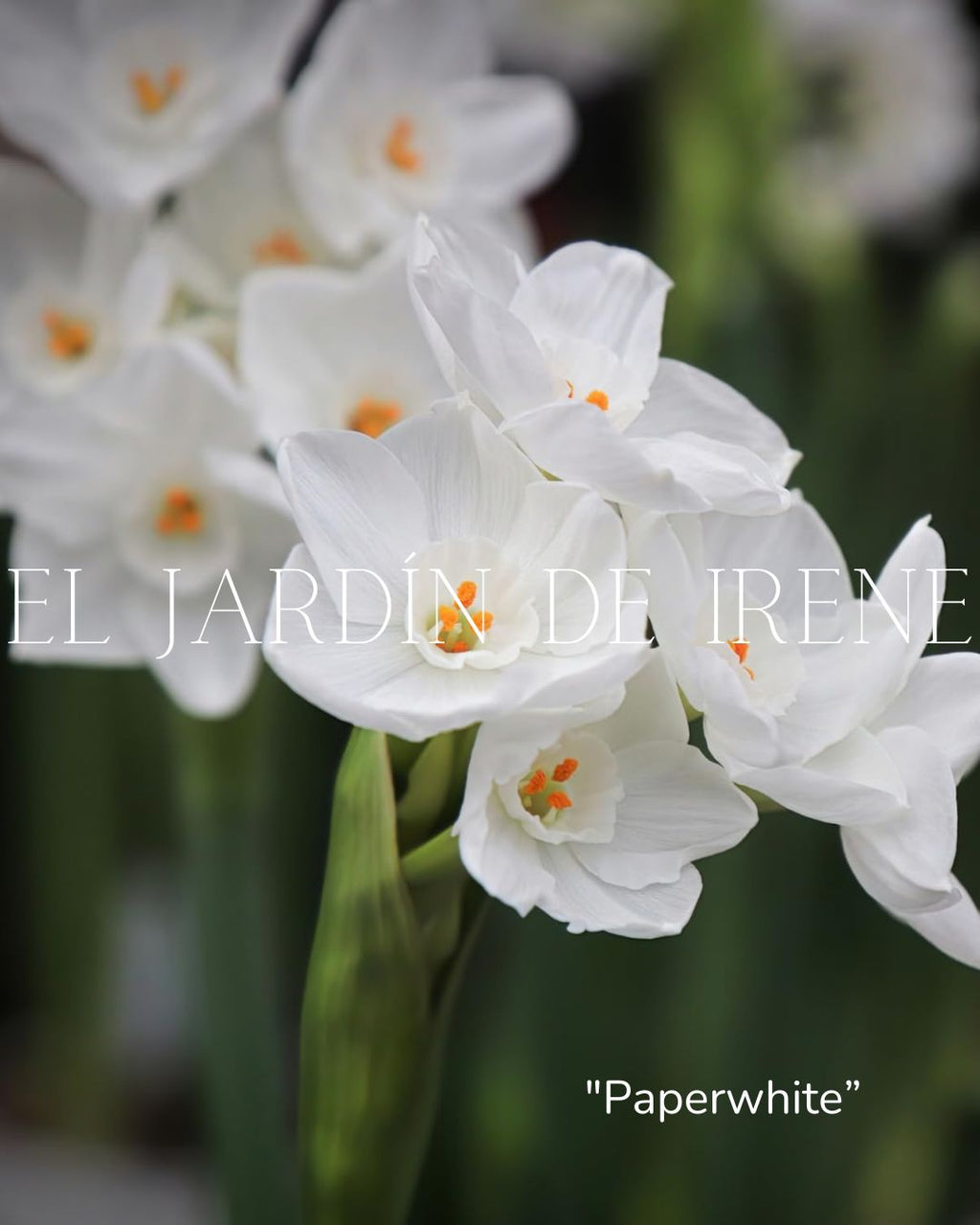 Bulbos De Narcisos PREVENTA
