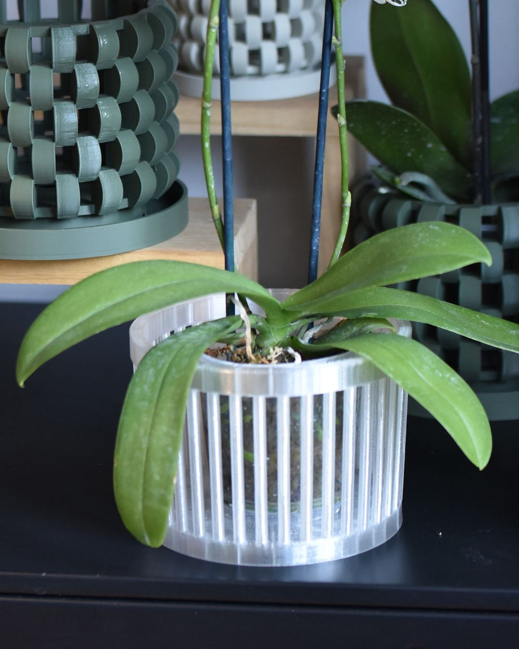 Maceta Orquídea 3D "Chesterlock"