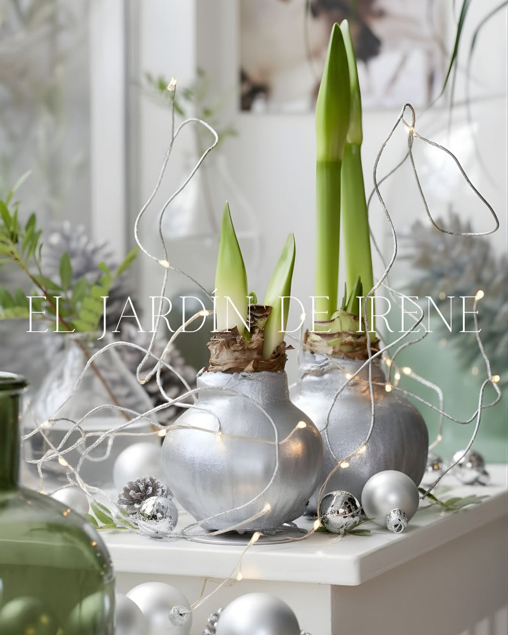 Amaryllis Wax