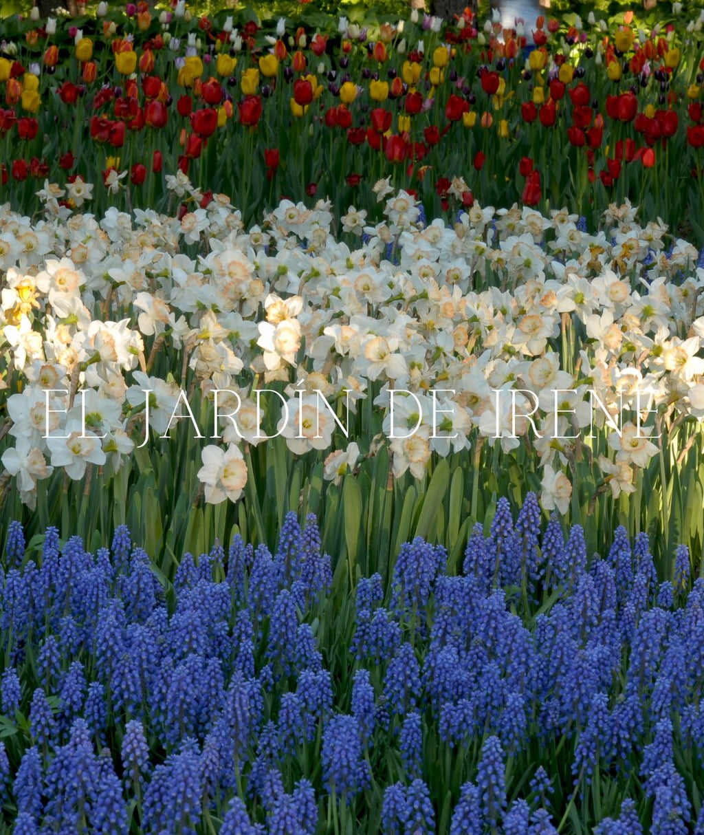 TALLER CULTIVO DE BULBOS ONLINE