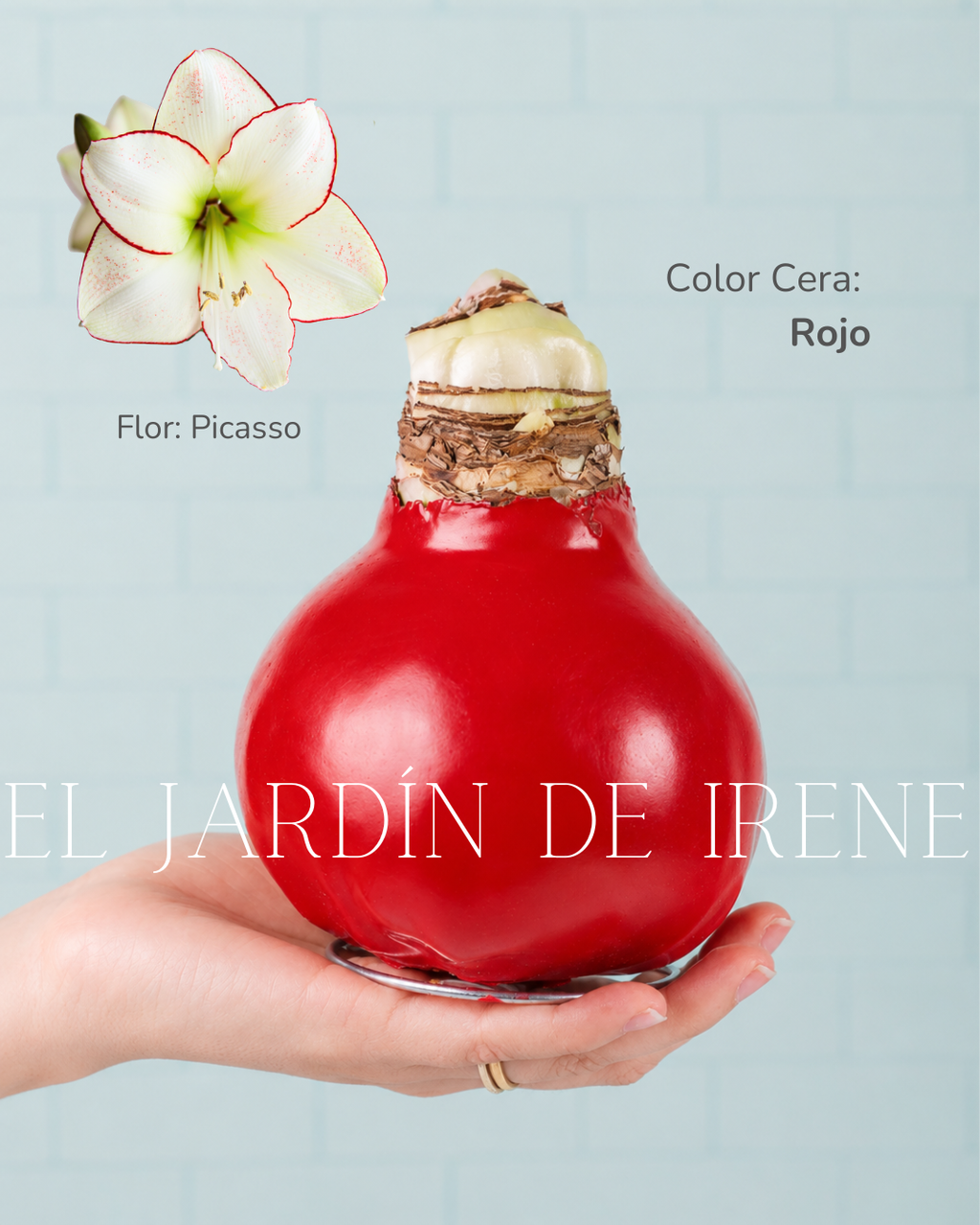 PREVENTA Amaryllis Wax Colección 2026