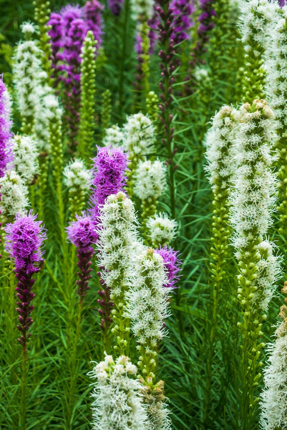 Bulbos de Liatris