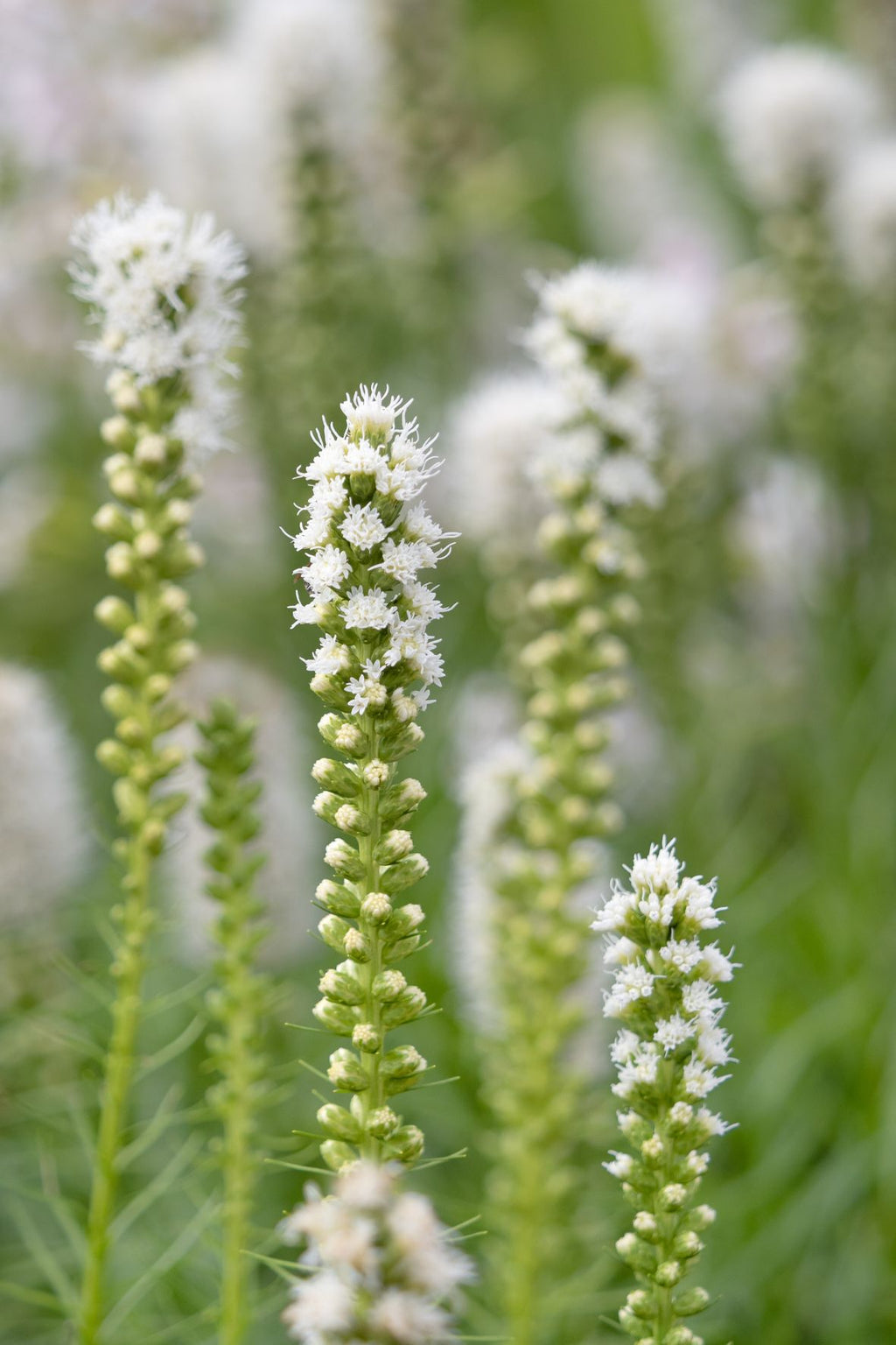 Bulbos de Liatris