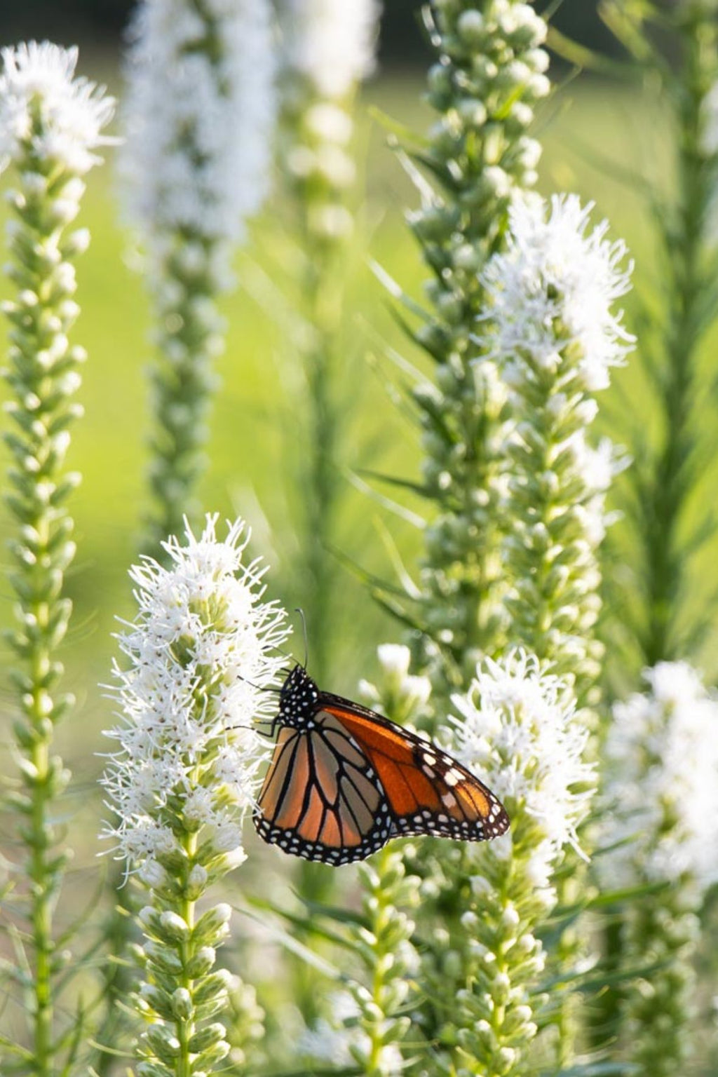 Bulbos de Liatris