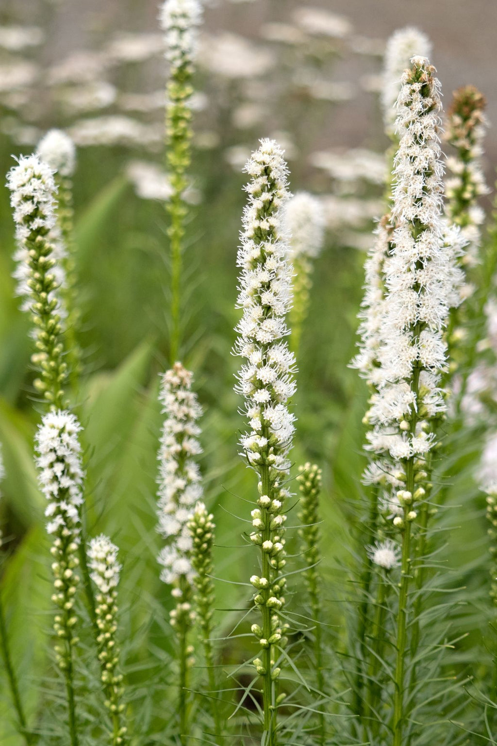 Bulbos de Liatris