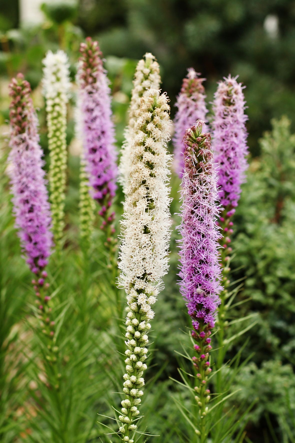 Bulbos de Liatris