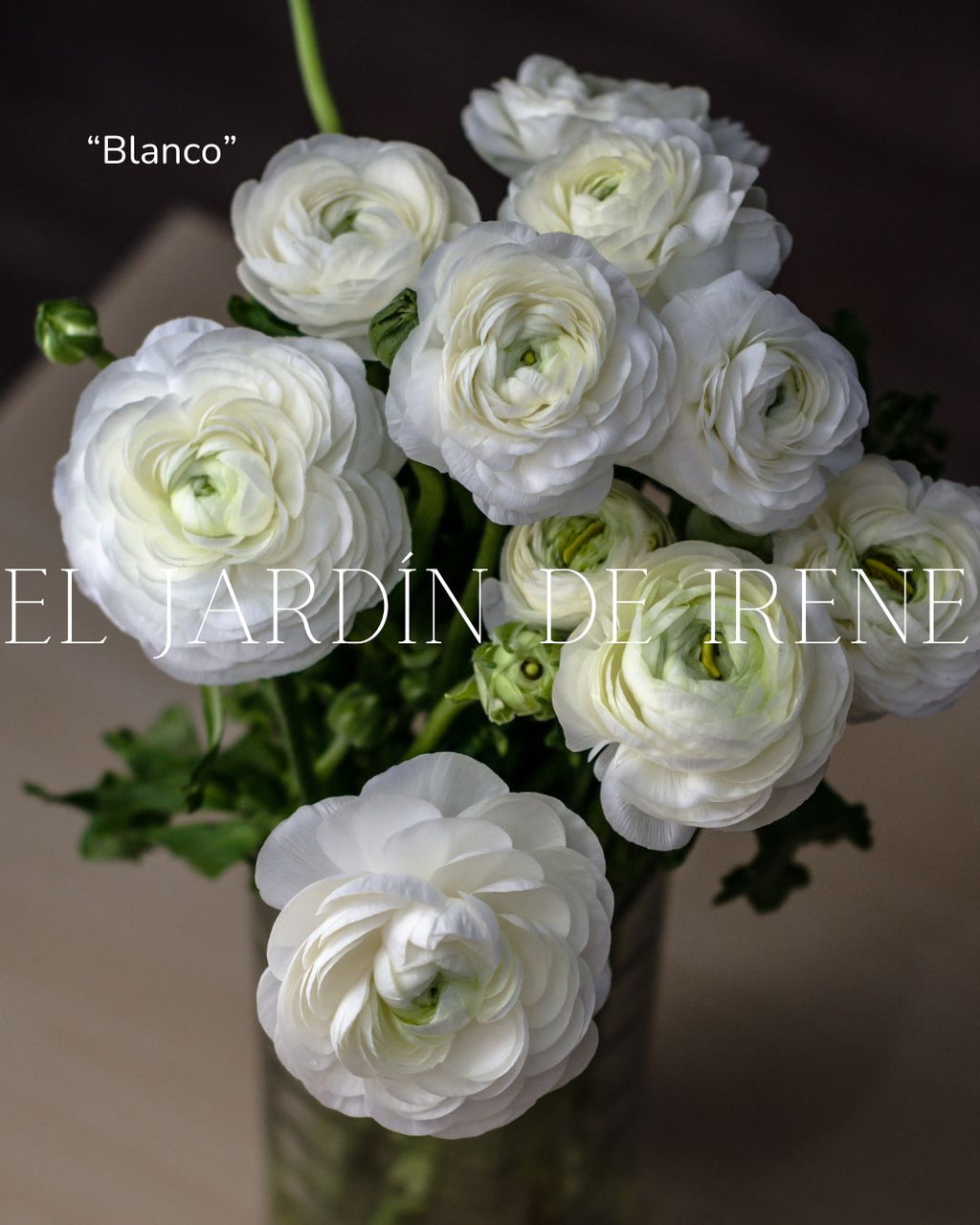 Bulbos de Ranúnculos Clásico