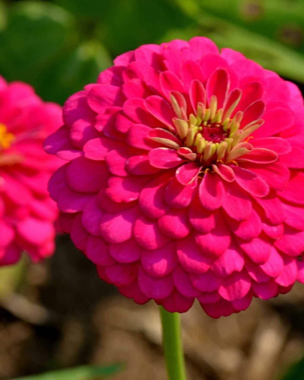 Semillas de 'Zinnia Gigante Doble' Rocalba